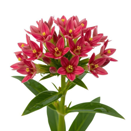 A close-up studio shot of a vibrant red flower cluster with green leaves, isolated on a plain surface. Perfect for botanical and decorative use, showcasing natural beauty.の素材