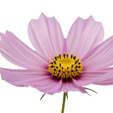 A close-up, studio shot of a single, pale pink cosmos flower with its yellow center prominently featured. The delicate petals are fully open, showcasing its natural beauty against a clean backdrop.の素材