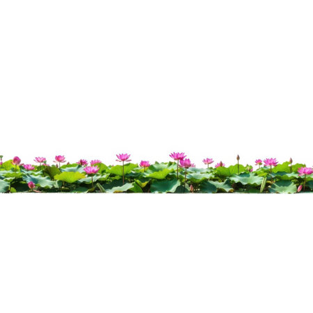 A beautiful display of pink lotus flowers and lush green plants reflected in calm water, offering a serene and vibrant natural scene. Pure and unadulterated.の素材