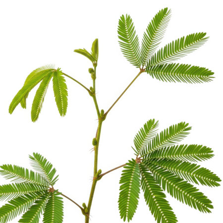 A close-up shot of a mimosa pudica plant, showcasing its delicate green leaves and stem against a clean, bright backdrop. Perfect for botanical studies or nature-themed designs.の素材