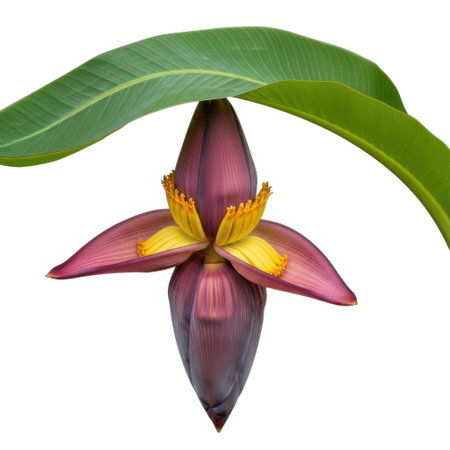 A close-up, isolated view of a vibrant banana blossom with deep purple and yellow hues, showcasing its intricate floral structure and a large green leaf against a pure White backdrop, highlighting its natural beauty.の素材