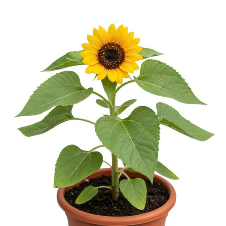 A vibrant potted sunflower with a bright yellow bloom and lush green leaves, isolated against a clean backdrop. Perfect for horticultural, botanical, or decorative concepts.の素材