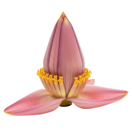 An isolated image of a pink banana flower, showcasing its unique structure and vibrant color. Perfect for botanical studies, culinary inspiration, or nature-themed designs. No people present, emphasizing natural form.の素材