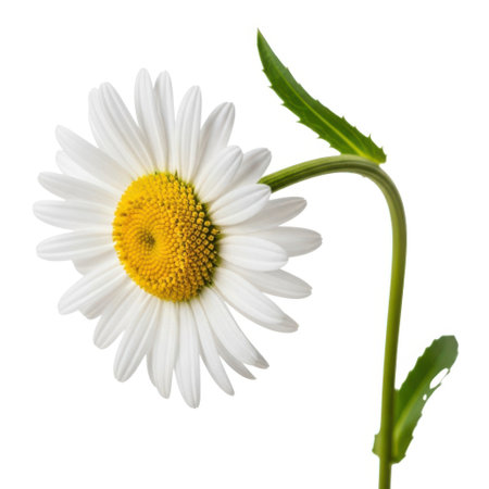 A solitary, vibrant daisy with delicate white petals and a bright yellow center is showcased against a clean, pure white backdrop, emphasizing its natural beauty and simple elegance.の素材