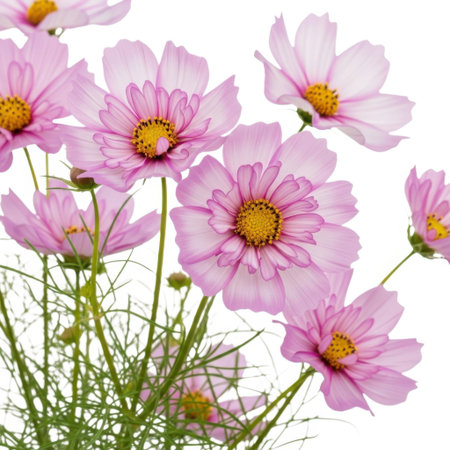 Close-up view of delicate pink cosmos flowers with yellow centers, captured in natural light, showcasing their intricate details and vibrant hues against a clean backdrop.の素材