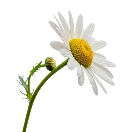 A close-up, isolated shot of a single white daisy flower and its bud, showcasing delicate petals and a vibrant yellow center against a pure white backdrop.の素材