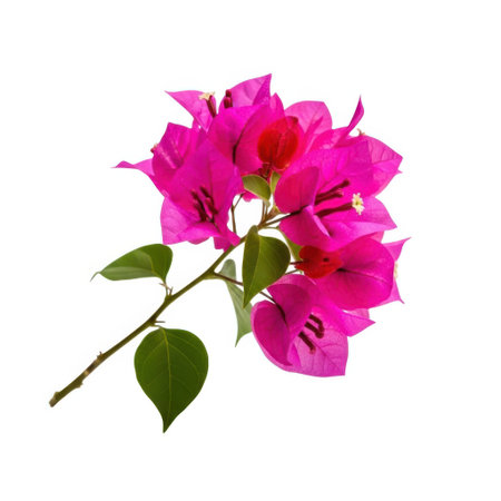A single branch of vibrant pink bougainvillea flowers with green leaves, isolated on a clean white surface, showcasing its natural beauty and delicate structure.の素材