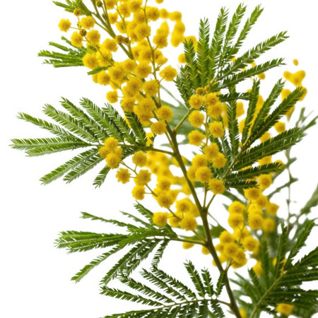 A close-up view of a vibrant yellow flowering acacia branch with green foliage, isolated against a clean, plain background, showcasing natural beauty and botanical detail for design.の素材