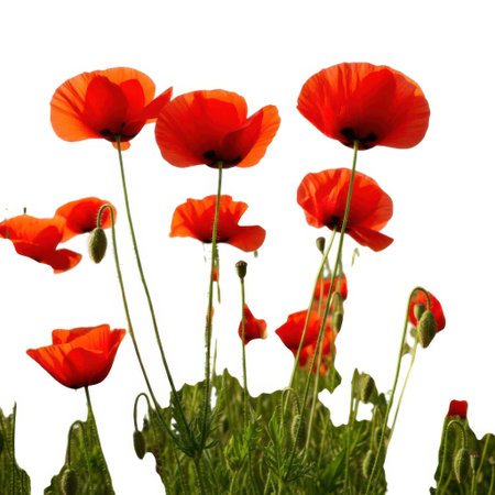 A vibrant field of red poppies in full bloom, showcasing their delicate petals and slender stems against a soft sky, evoking a sense of natural beauty and seasonal change.の素材