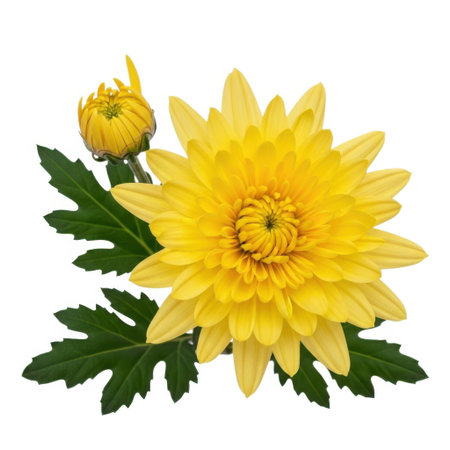 A vibrant yellow chrysanthemum flower with a bud and green leaves is captured in isolation, showcasing its intricate details and natural beauty against a clean backdrop for design use.の素材
