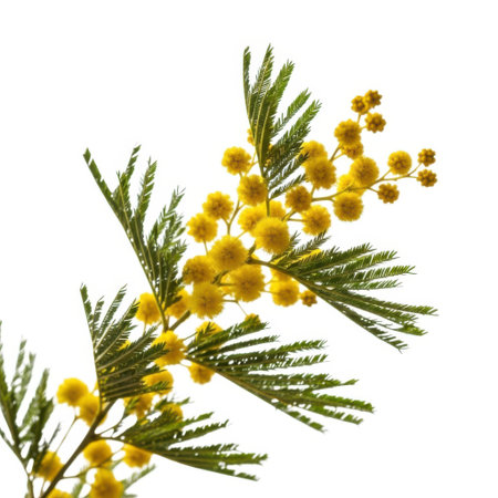 A close-up macro shot focuses on a delicate branch adorned with vibrant yellow mimosa flowers and feathery green leaves, showcasing intricate natural beauty against a clean backdrop.の素材