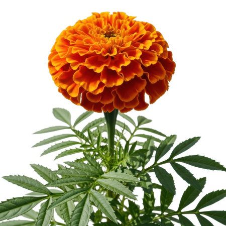 A single, vibrant orange marigold flower with lush green leaves and stem is prominently displayed. The image focuses on the intricate details of the bloom against a bright, clean backdrop, showcasing nature's beauty.の素材