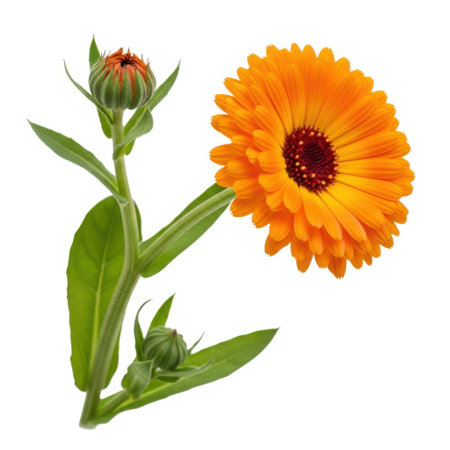 A single vibrant orange calendula flower with a bud and green stem, showcasing its intricate petals. Isolated against a clean, uniform backdrop for clear visual focus.の素材