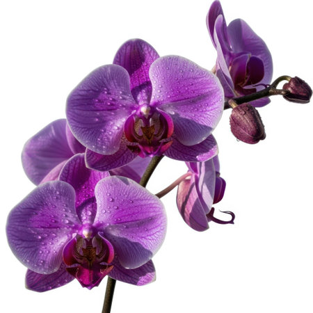A striking close-up of a vibrant purple orchid, showcasing its delicate petals and intricate details against a clean, minimalist backdrop, perfect for elegant floral presentations.の素材