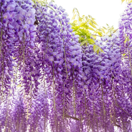 Cascading purple wisteria flowers in bloom, showcasing their natural beauty outdoors. Ideal for spring garden scenes without any people present.の素材