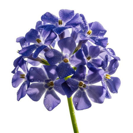 A stunning close-up of a vibrant blue flower, showcasing its delicate petals and intricate details against a clean, pure background. This image highlights the natural beauty of flora.の素材
