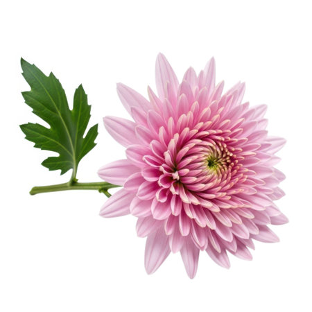 A beautiful pink chrysanthemum flower with a green leaf and stem, isolated on a pure white background. This image captures the intricate details of the bloom, ideal for floral or botanical presentations.の素材