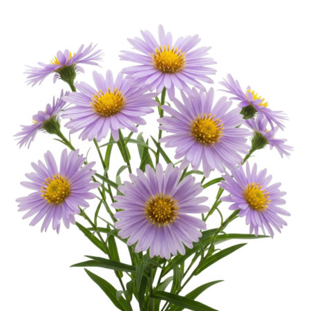A vibrant bouquet of delicate purple asters with yellow centers, showcasing their natural beauty and intricate petal structure, presented cleanly for versatile use.の素材