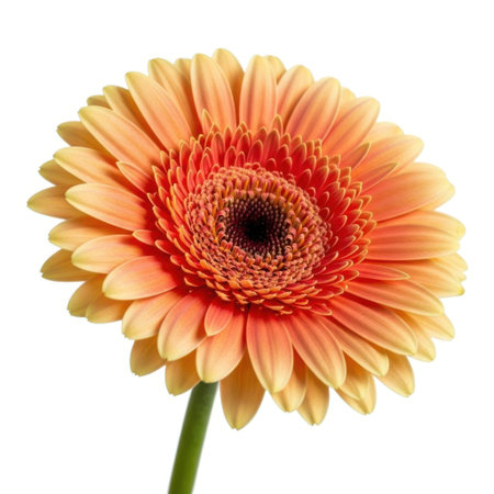 A vibrant orange gerbera daisy flower with delicate petals, presented as a single, isolated bloom against a clean, pure white backdrop. This botanical image showcases nature's beauty in full bloom.の素材