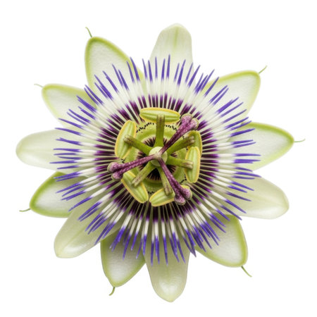 A detailed close-up of a vibrant and intricate Passiflora flower, showcasing its unique structure and delicate petals against a clean, neutral surface, perfect for botanical studies or decorative use.の素材