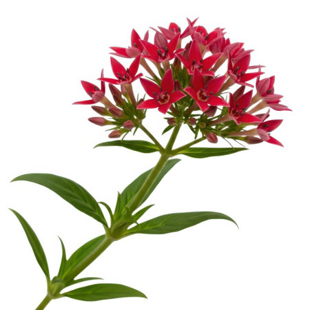 A close-up studio shot of a vibrant red pentas flower, showcasing its intricate bloom, green leaves, and sturdy stem, isolated against a plain white background.の素材