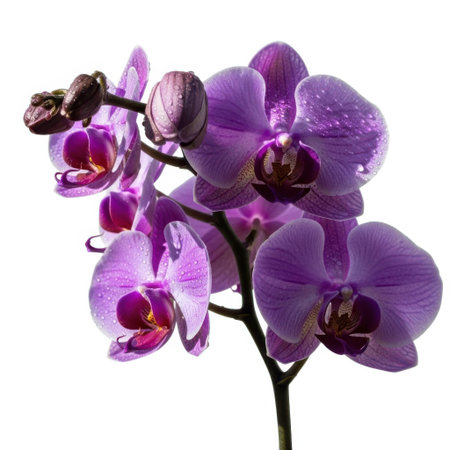 A close-up view of a delicate purple orchid flower with multiple blooms, showcasing intricate petal details and a vibrant hue against a neutral backdrop for versatile use in design.の素材