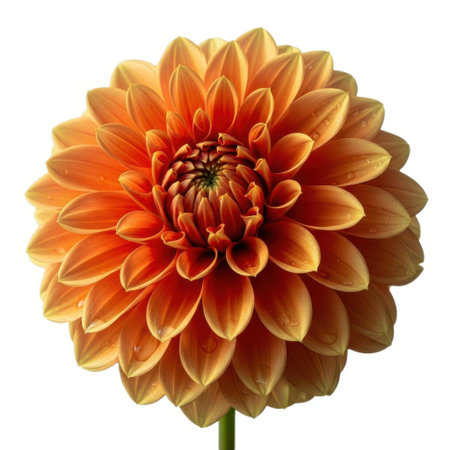 A close-up, isolated shot of a vibrant orange dahlia flower showcasing its intricate petal structure and natural beauty against a clean, uncluttered backdrop for versatile design use.の素材