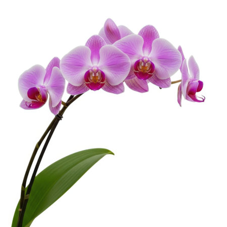 A stunning cluster of delicate pink orchid flowers with vibrant purple centers. The elegant floral arrangement is set against a clean, plain surface, highlighting its natural beauty.の素材