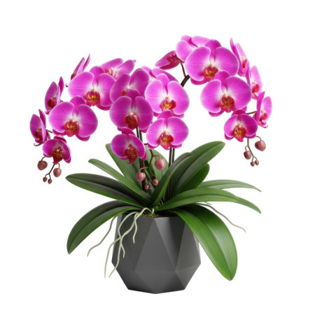 A vibrant purple orchid plant with lush green leaves sits in a dark geometric pot, showcasing its delicate blooms. This image highlights natural beauty and floral elegance, perfect for decorative purposes.の素材