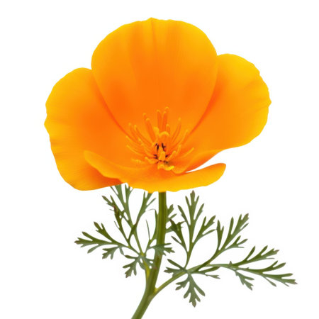 A vibrant orange poppy flower with delicate petals and feathery green leaves is showcased against a clean white background, perfect for illustrating nature's beauty in any setting.の素材