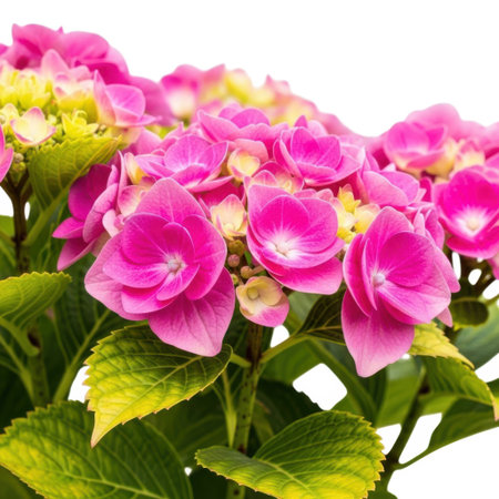 A close-up view of a lush, vibrant pink hydrangea flower with green leaves, showcasing its delicate petals. This isolated image is perfect for botanical and nature-themed designs, emphasizing natural beauty and floral elements.の素材