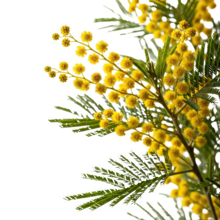 A close-up, isolated view of a bright yellow mimosa flowering branch, featuring its distinctive fluffy blooms and delicate green foliage against a pure white backdrop.の素材