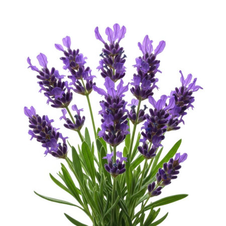 A vibrant bunch of blooming lavender flowers with green stems and leaves, isolated on a plain white surface, perfect for botanical illustrations or aromatherapy themes.の素材
