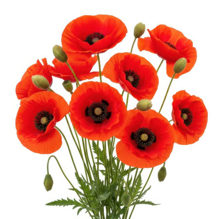 A stunning cluster of vibrant red poppies, captured in full bloom with delicate petals and dark centers, presented isolated on a pure white background for a clean, striking visual.の素材