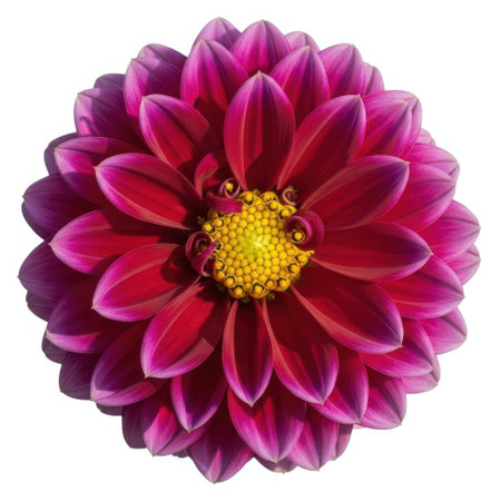 A close-up, top-down view of a single, vibrant dahlia flower. Its intricate layers of deep magenta petals unfurl from a bright yellow center, showcasing natural beauty. No people are present.の素材