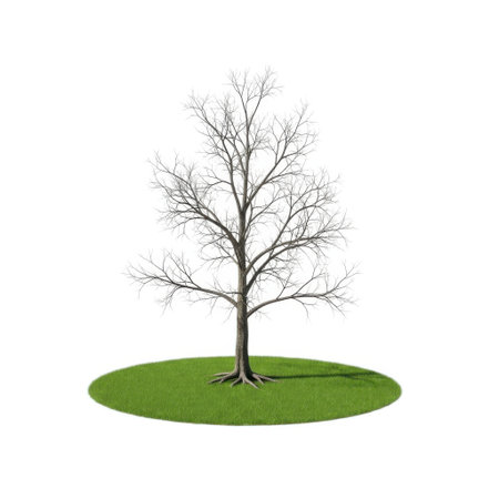 A leafless deciduous tree with intricate branches is depicted on a vibrant green grassy mound. The artwork emphasizes the tree's structure and natural form isolated for clear display.の素材