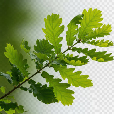 A detailed close-up of a branch laden with fresh, green oak leaves bathed in warm sunlight. The natural texture and vibrant color of the foliage evoke a sense of peace and the beauty of the outdoors.の素材
