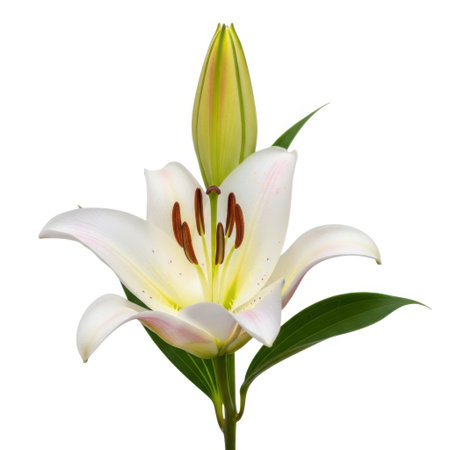 A vibrant white lily, showcasing its delicate petals and green foliage, stands tall against a clean backdrop, highlighting its natural beauty and form.の素材
