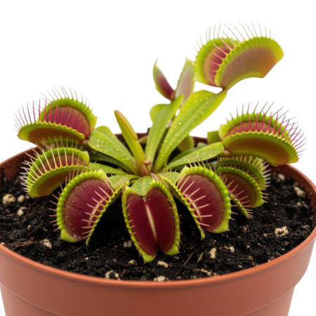 A vibrant Venus flytrap plant showcasing its intricate predatory traps and green foliage, presented in a brown pot, highlighting its unique botanical structure.の素材