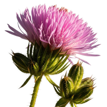 A close-up, isolated view of a vibrant purple thistle flower in full bloom. The delicate petals and spiky buds are showcased against a clean, pure backdrop, highlighting its natural beauty and intricate details.の素材