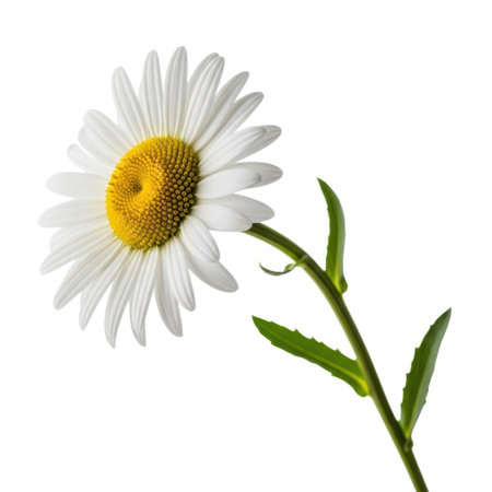 A close-up studio shot of a single daisy flower against a clean, bright backdrop. Its white petals and yellow center are sharply in focus, showcasing its natural beauty and delicate form.の素材