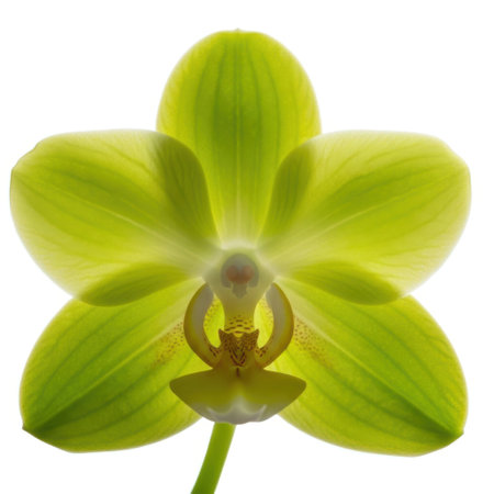 A detailed close-up of a vibrant green orchid flower, showcasing its intricate petals and delicate structure. This botanical specimen is presented in isolation, highlighting its natural beauty and form. Suitable for various design projects.の素材