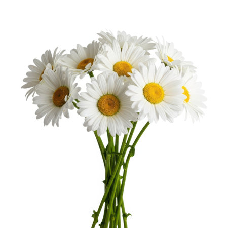 A close-up studio shot of a bouquet of white daisies with yellow centers, presented as a vibrant floral arrangement against a neutral backdrop.の素材