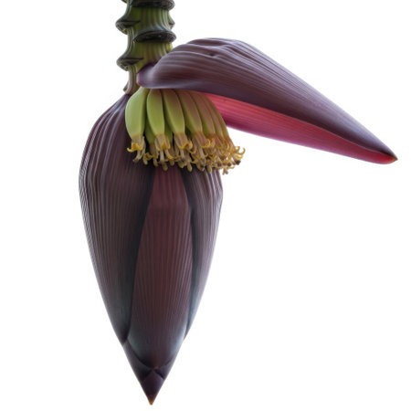 A close-up, isolated view of a single, vibrant banana blossom, showcasing its distinct purple bracts and delicate inner structures against a clean, unobtrusive backdrop. This image highlights the raw beauty of the tropical fruit's origin.の素材