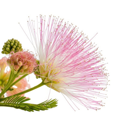 A close-up, macro view of a soft pink flower with delicate, thread-like petals and a hint of green foliage, set against a clean backdrop for a striking, isolated presentation.の素材