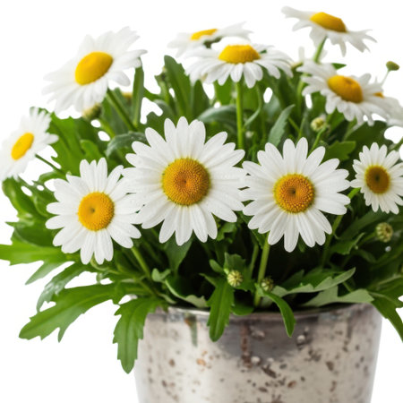 A close-up view of a pot filled with fresh, blooming daisies, showcasing their delicate white petals and bright yellow centers against a clean, isolated setting.の素材