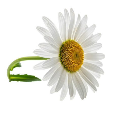 A single, perfectly formed daisy flower with a bright yellow center and crisp white petals, isolated on a clean white background, showcasing its delicate natural beauty.の素材