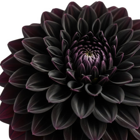 A striking close-up of a fully bloomed dark dahlia flower, showcasing its intricate petal structure and deep, velvety texture in natural light on White background.の素材
