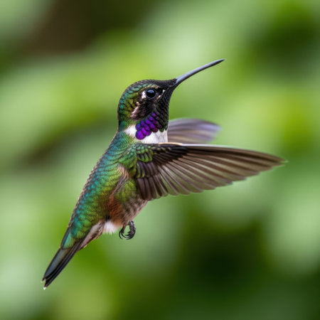 A small hummingbird with iridescent plumage hovers mid-air its wings a blur. Its vibrant colors and delicate form showcase the marvel of nature in motion.の素材
