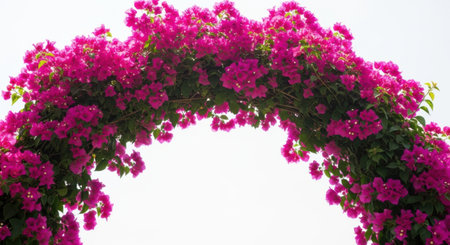 A lush archway formed by bright magenta bougainvillea flowers and green leaves, presented isolated on a white background.の素材